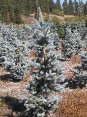 Colorado Spruce